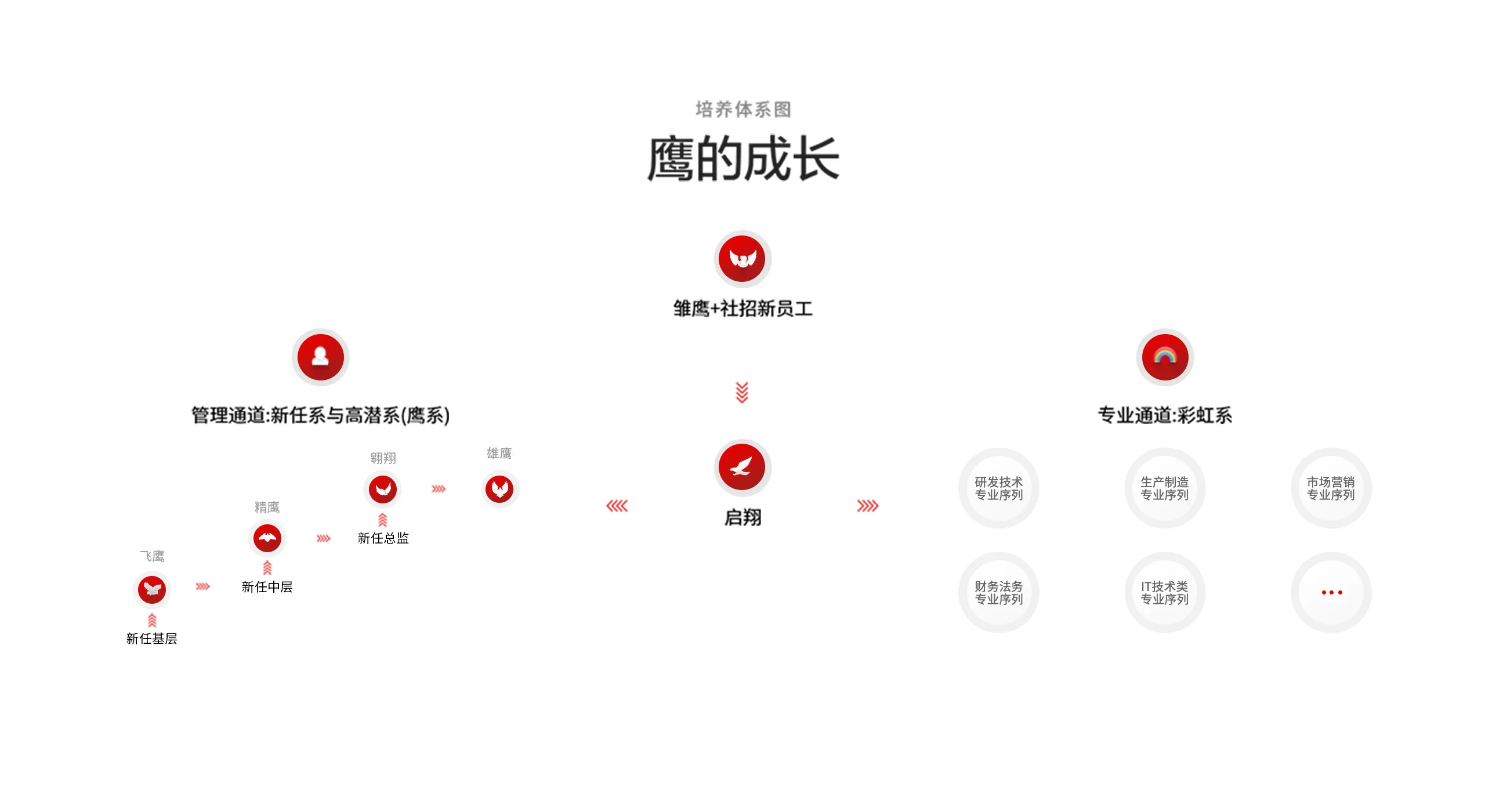 TCL 鹰系人才培养体系